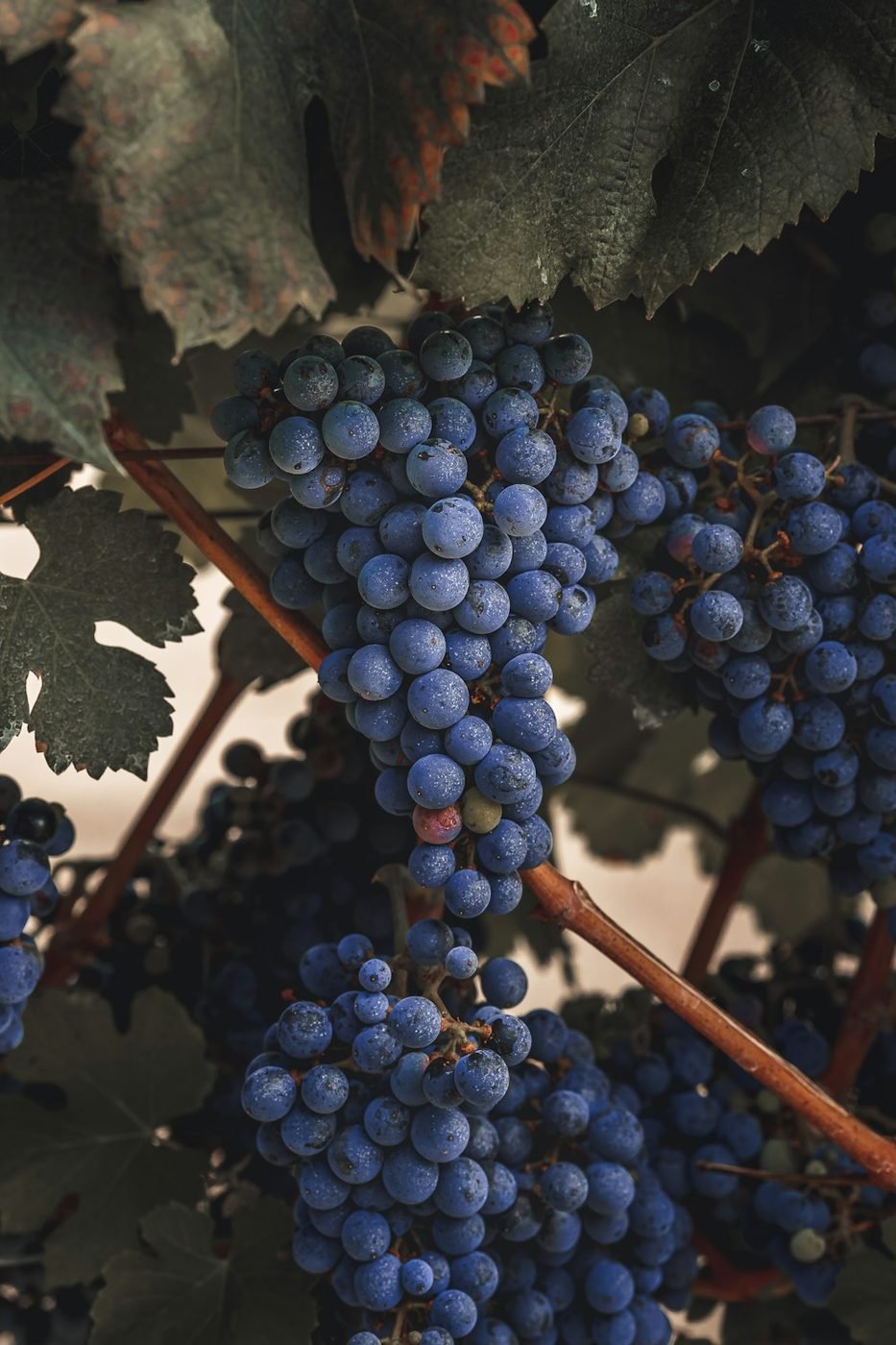 Cacho de uvas em Flores da Cunha