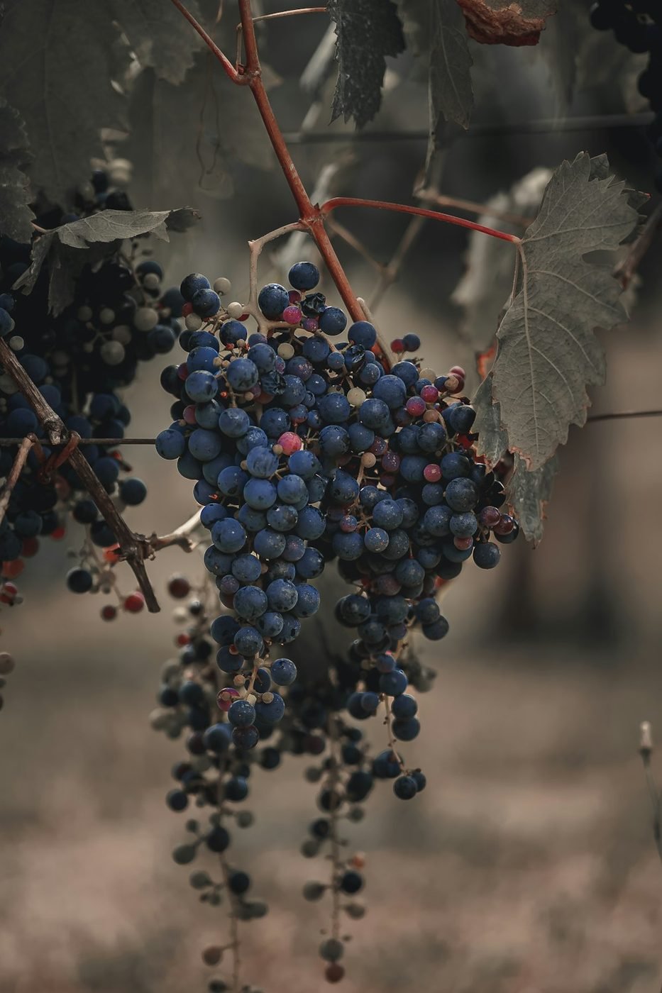 Uvas nos vinhedos de Garibaldi